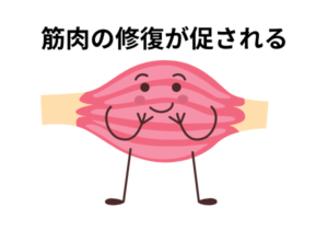 鍼で筋肉の修復を促す