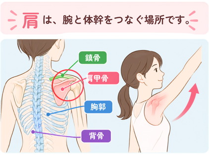 肩は上腕と体幹をつなぐ部分