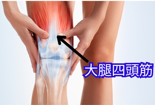 膝関節を支える大腿四頭筋