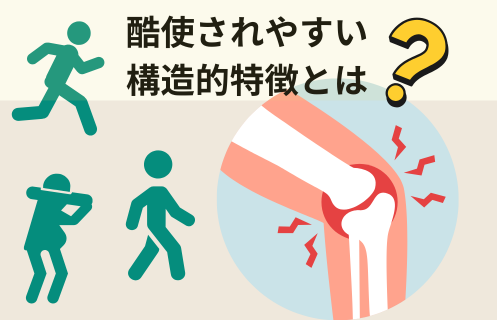 膝関節が酷使されやすい構造的特徴