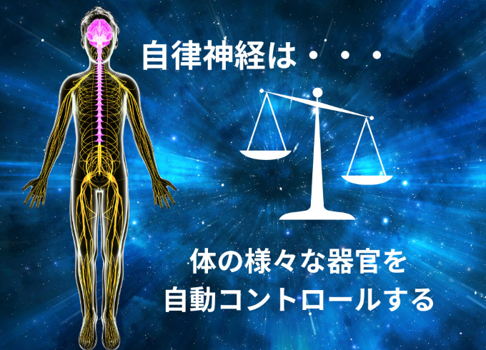 自律神経は体の様々な器官を自動コントロールする 
