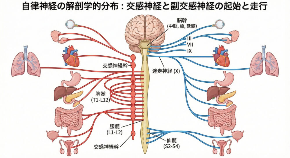 自律神経の交感神経と副交感神経の脊髄走行分布