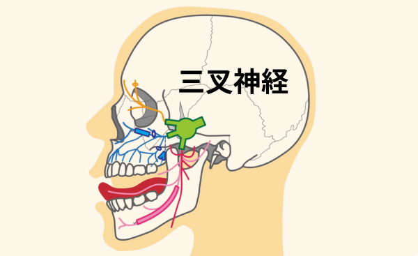 血管拡張で三叉神経が刺激されて起こる片頭痛