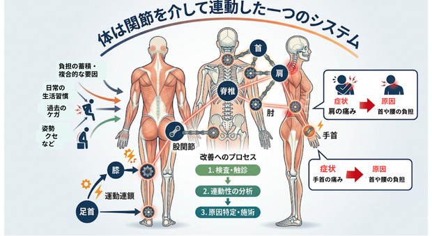 体は関節を介して連動したシステム　股関節や膝の痛みが腰や肩に原因がある事も