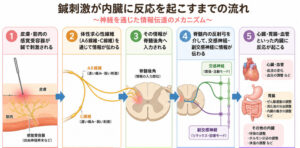 鍼による体制内臓反射の経路