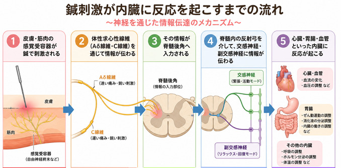 鍼による体制内臓反射の経路