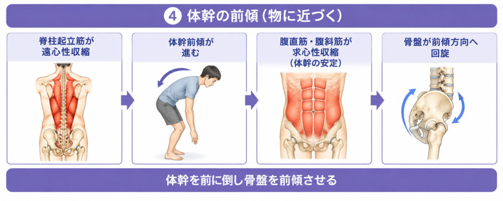 しゃがむ動きの際の体幹の運動連鎖