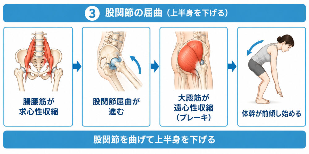 しゃがむ動きの際の股関節の運動連鎖