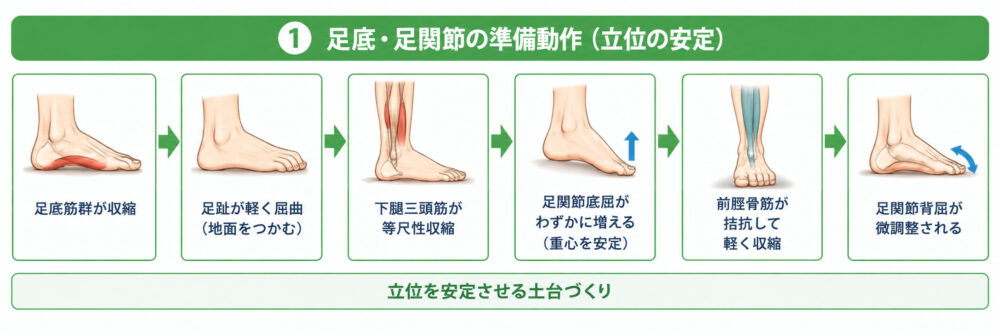 しゃがむ動きの際の足関節の運動連鎖