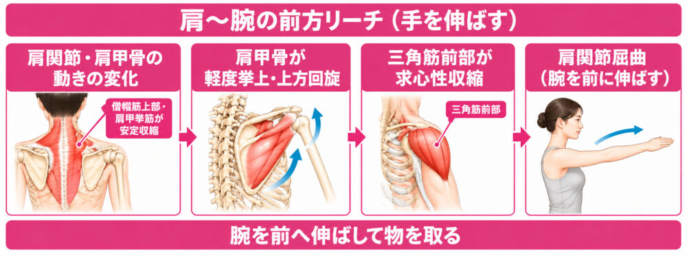 しゃがんで物を取る動きの肩関節の運動連鎖の流れ