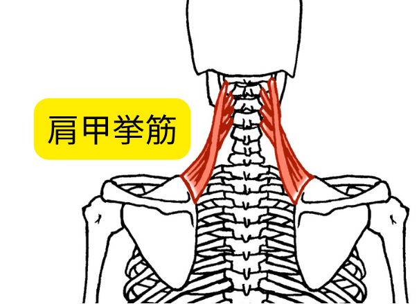 肩甲骨に付着する筋肉 肩甲挙筋