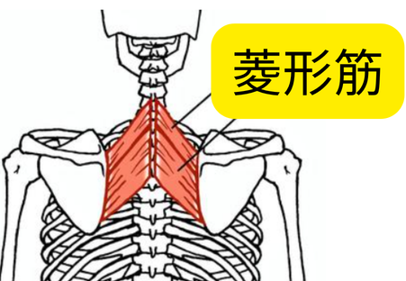 肩甲骨に付着する筋肉 菱形筋