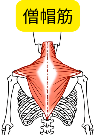 肩甲骨に付着する筋肉 僧帽筋