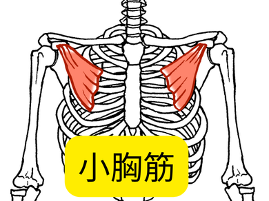 肩甲骨に付着する筋肉 小胸筋