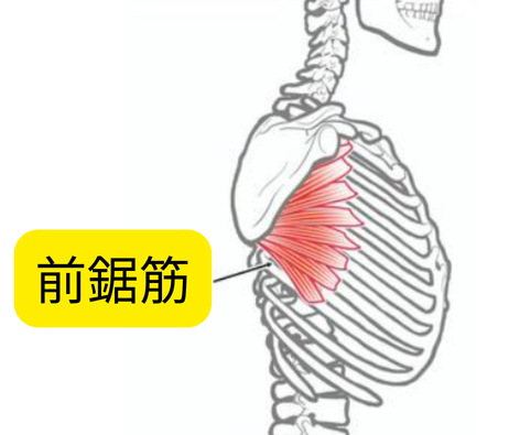 肩甲骨に付着する筋肉 前鋸筋